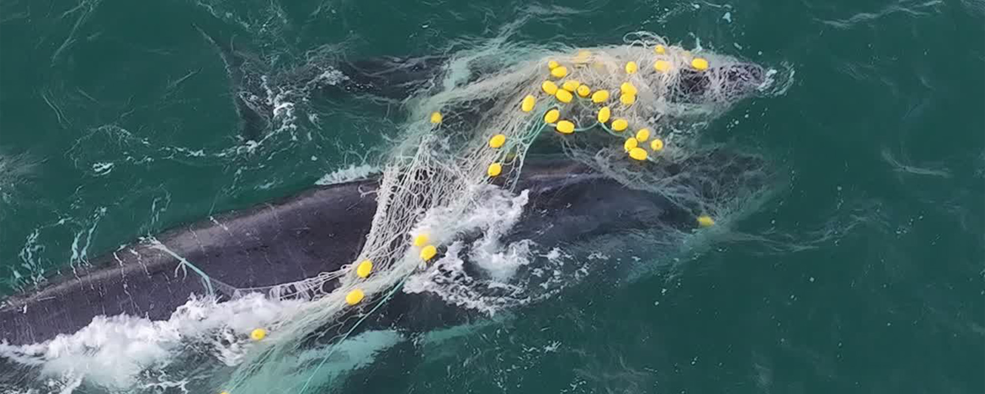 mother and calf whales caught in shark nets