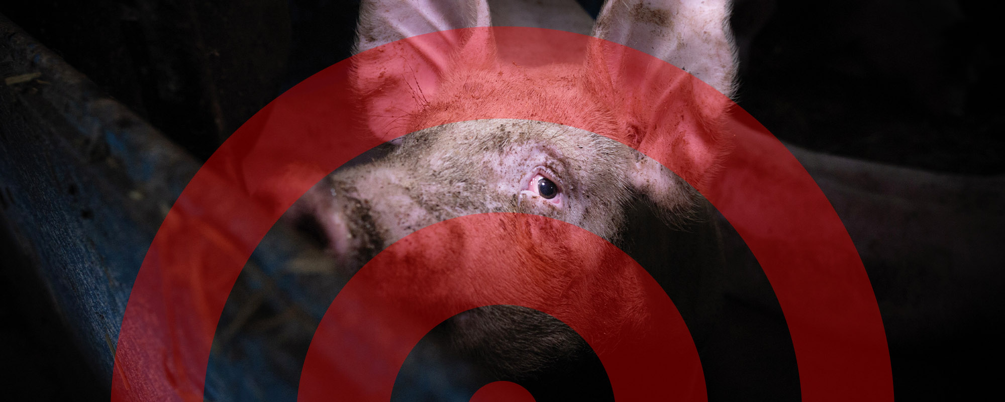 A sad pig in a gestation crate with a transparent Target logo overlay.