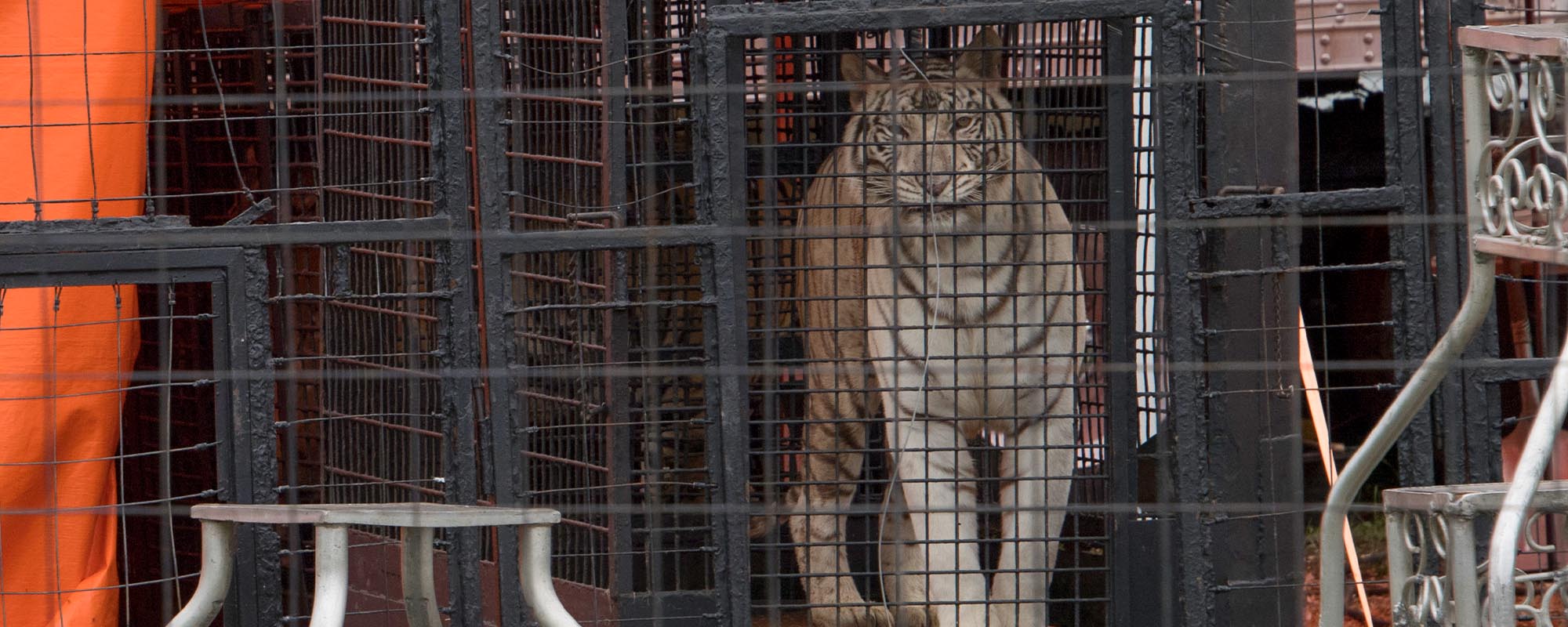 Tiger in cage before performing at a traveling wild animal act.
