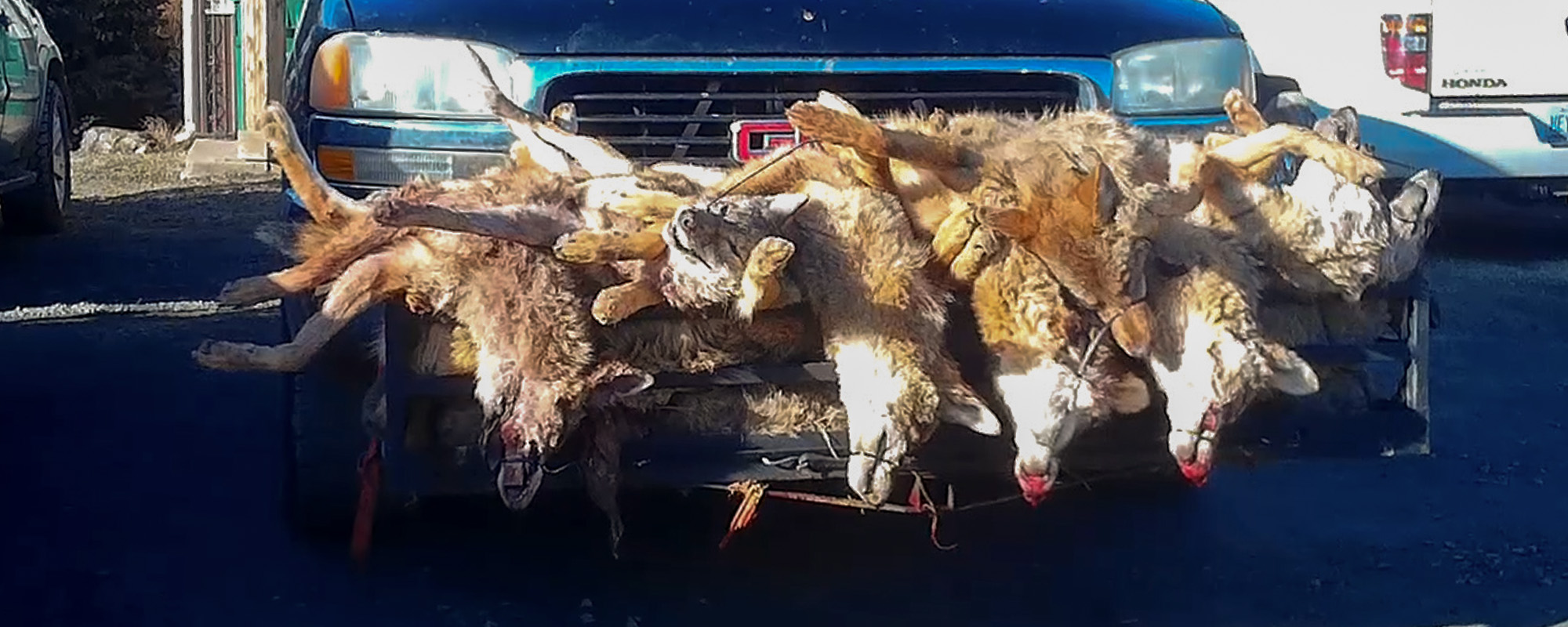 Aftermath of a wildlife killing content.