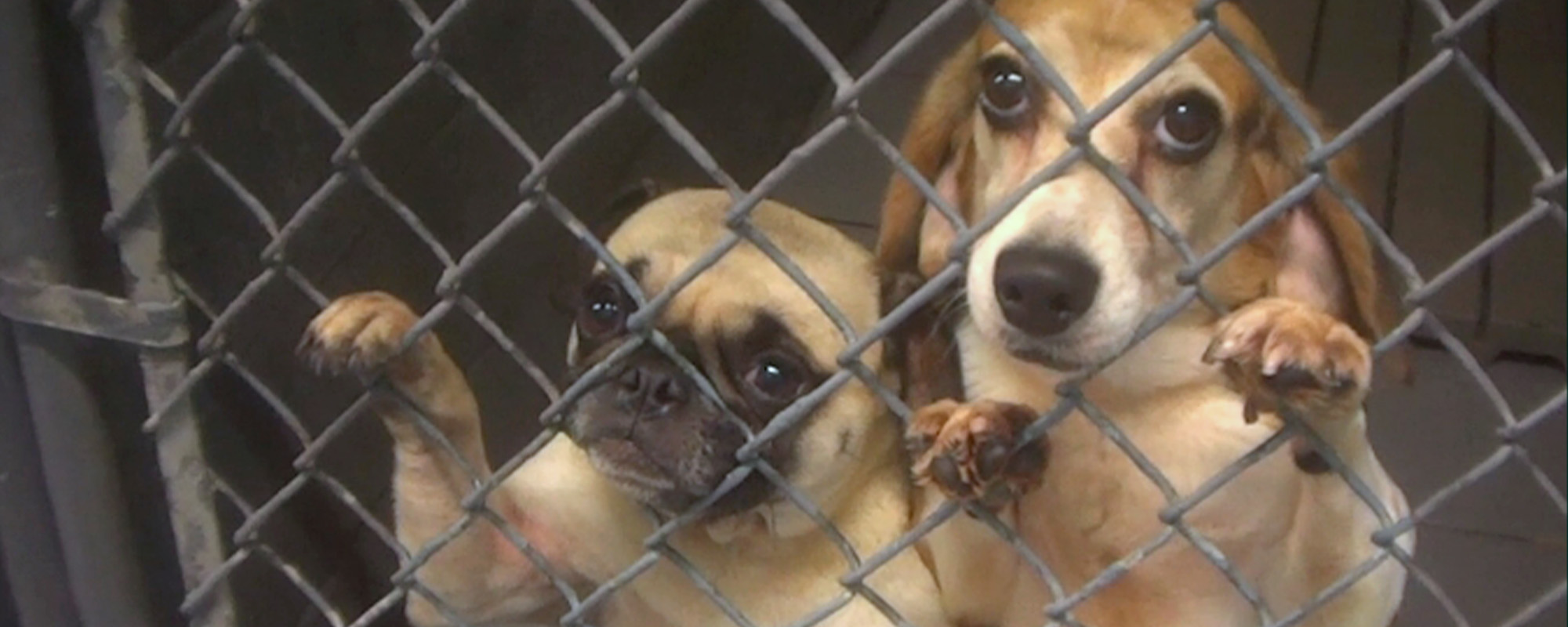 two sad dogs in a cage
