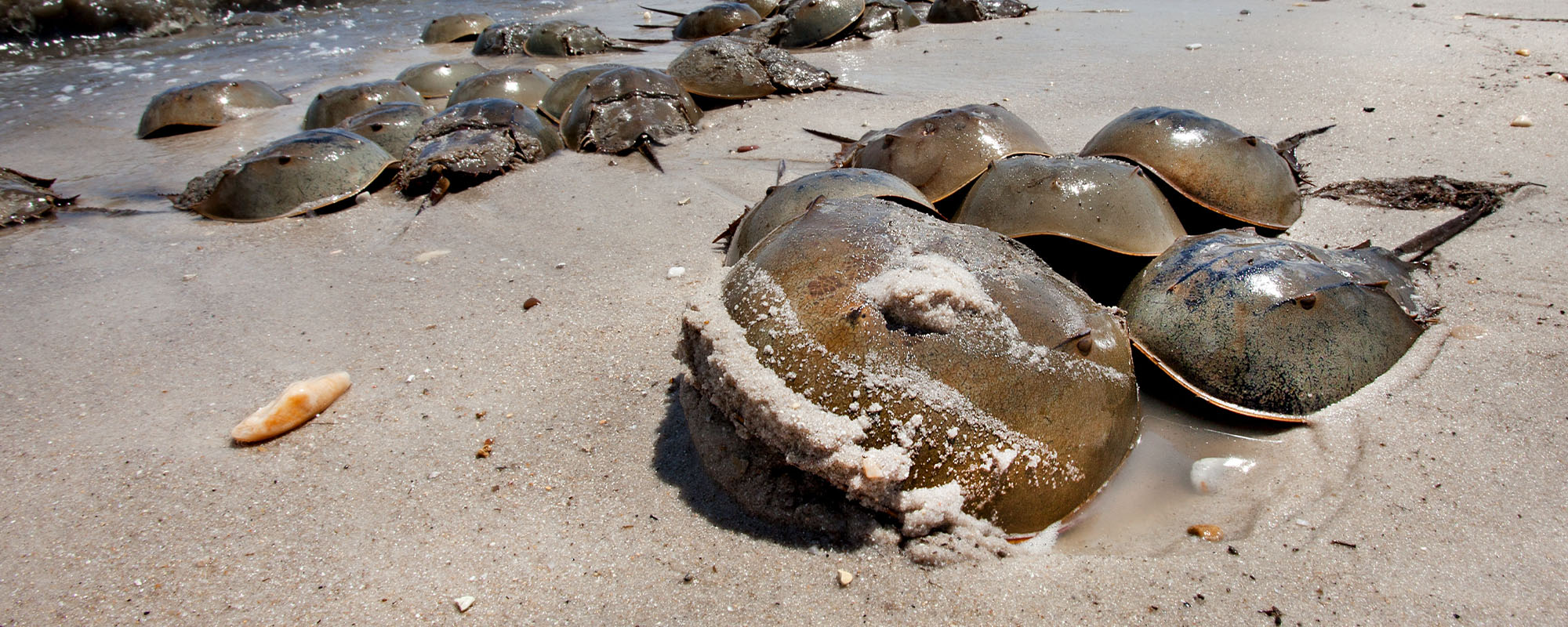 Horseshoe crabs on the beach.