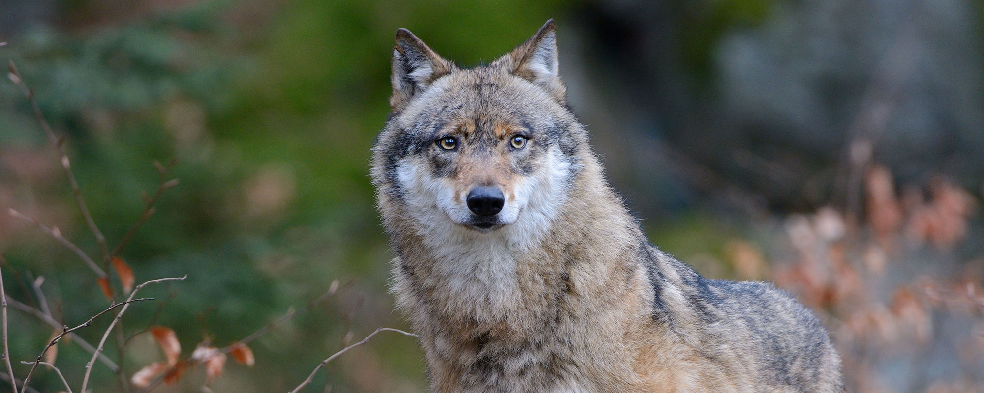 a wolf in a field