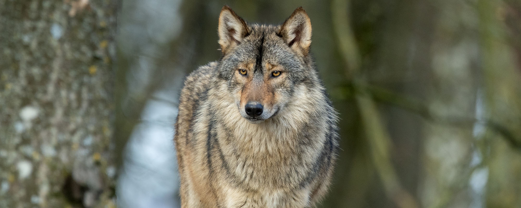 A wolf in the woods.