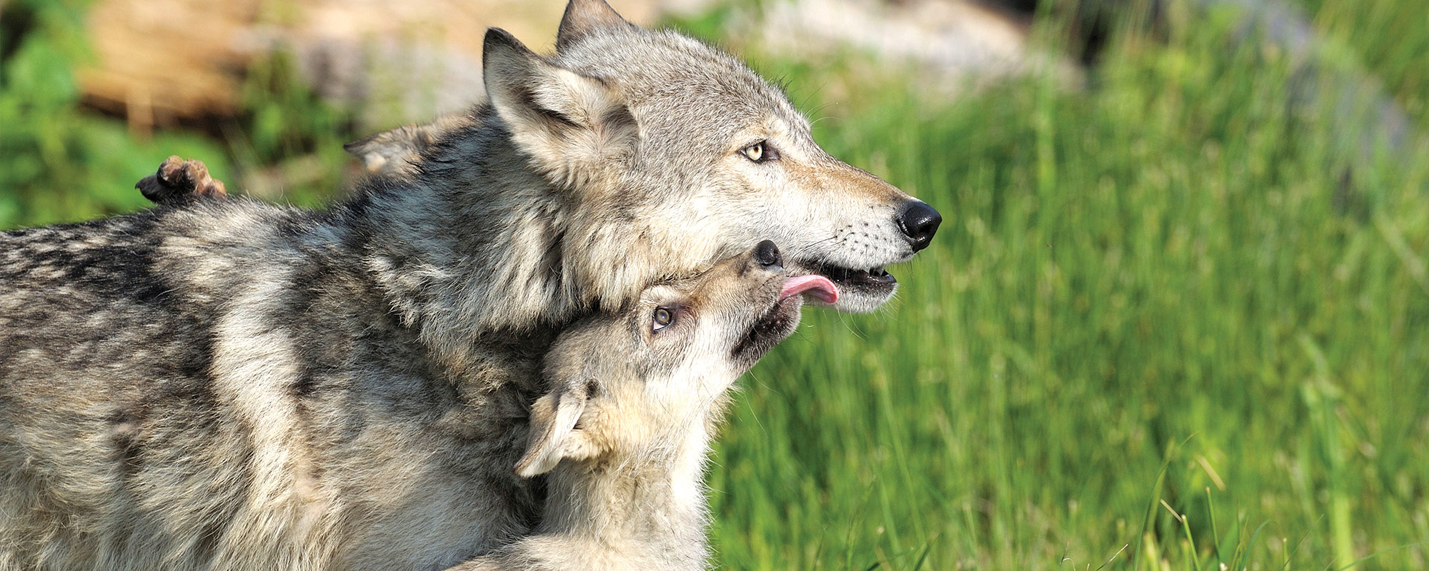 photo of wolf and pup