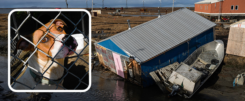 Flooding devestation and a dog in a crate