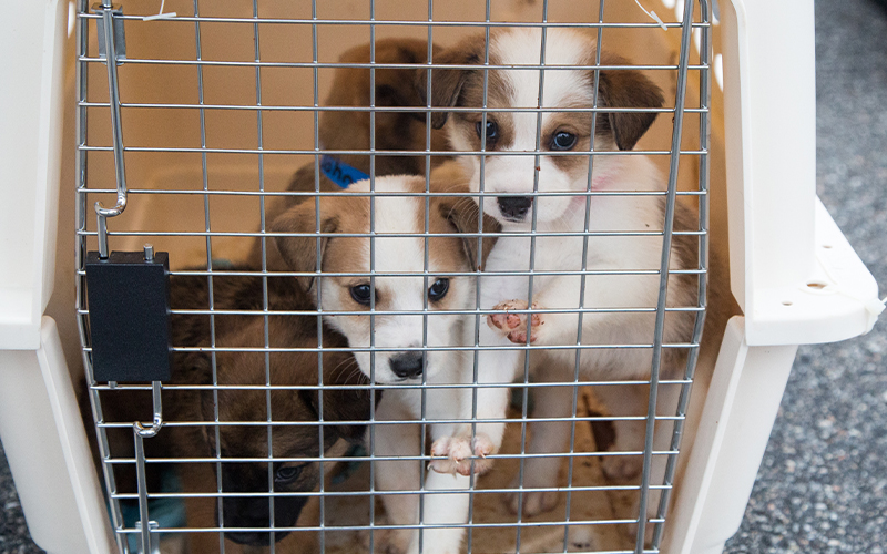 puppies being transported in a crate