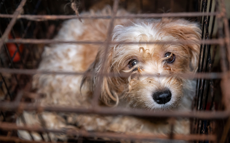 A dog in a cage