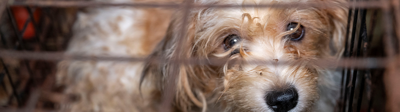 A dog in a cage