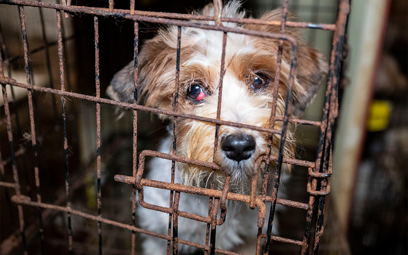 A dog with an eye injury in a cage