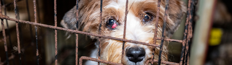 A dog with an eye injury in a cage