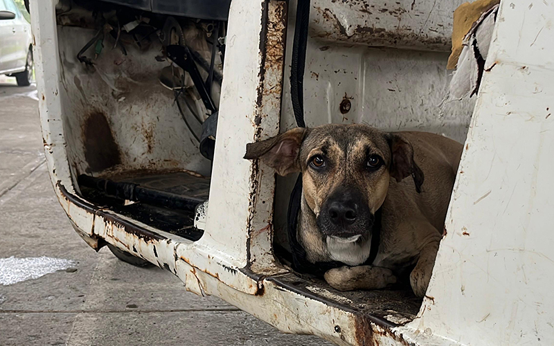 a dog hiding in a broken car
