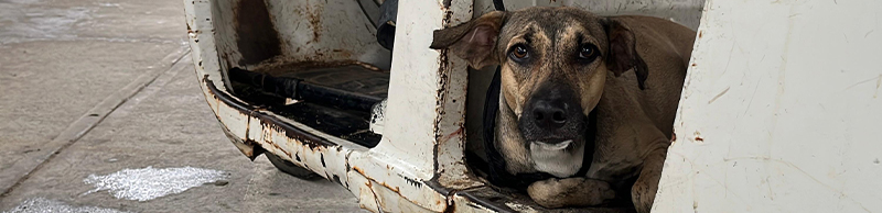 a dog hiding in a broken car
