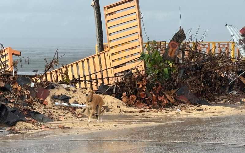 A dog in a disaster zone