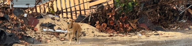 A dog in a disaster zone