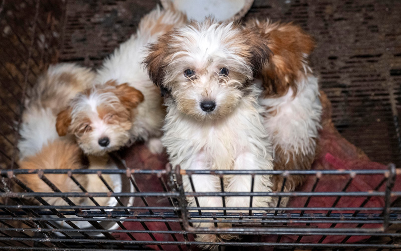 A dog in a pen