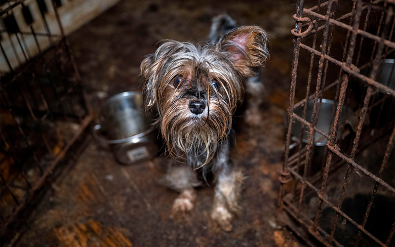 A dog in a pen
