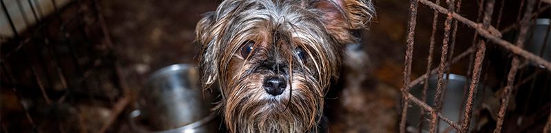 A dog in a pen