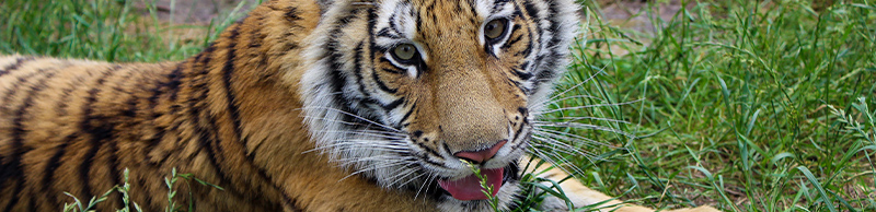 A tiger relaxing on grass