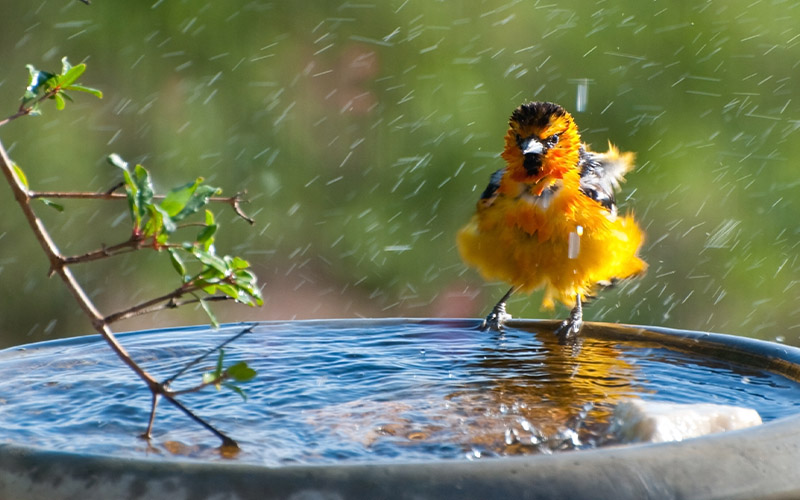 A bullocks oriole taking a bath