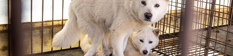 Dogs at a dog meat farm