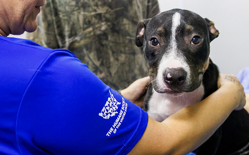 dog receiving vet care