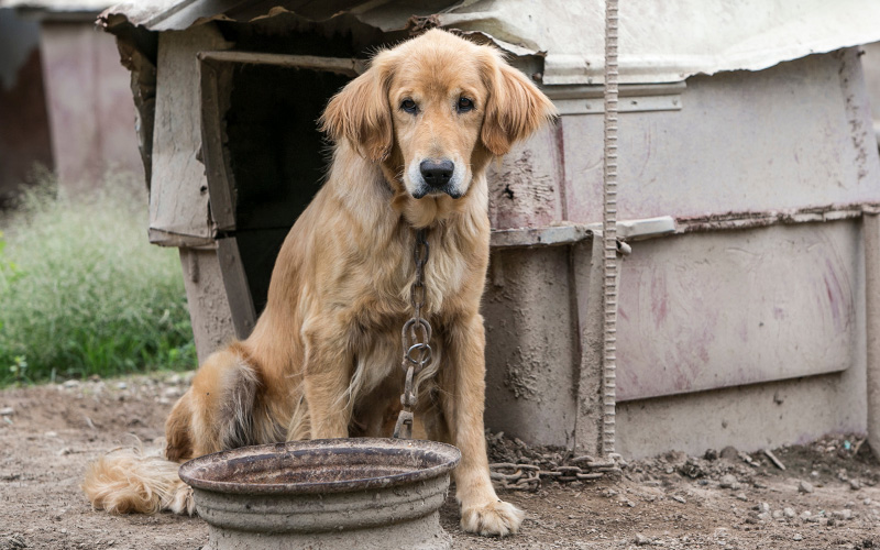 A dog chained to a makeshift structure