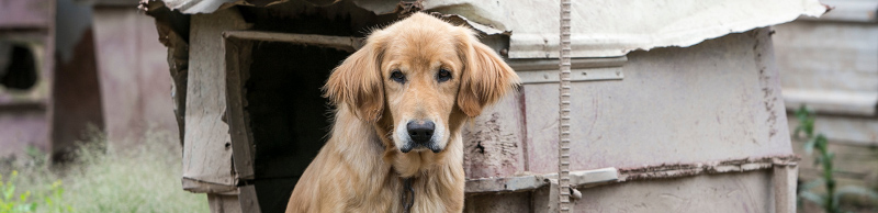 A dog chained to a makeshift structure