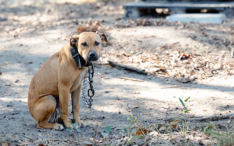 a scared dog on heavy chain