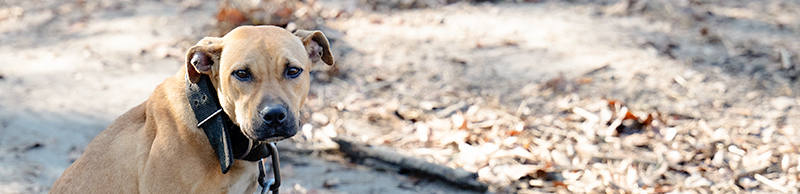 a scared dog on a heavy chain
