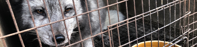 A sad fox on a fur farm