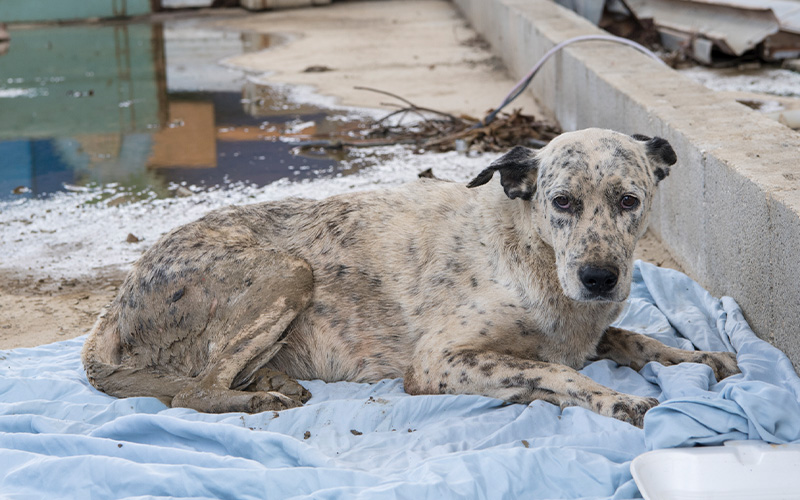 A dog in a disaster zone