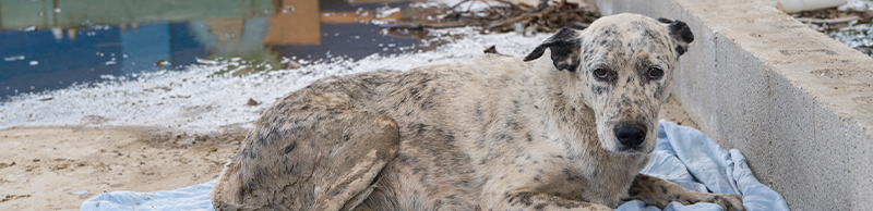 A dog in a disaster zone