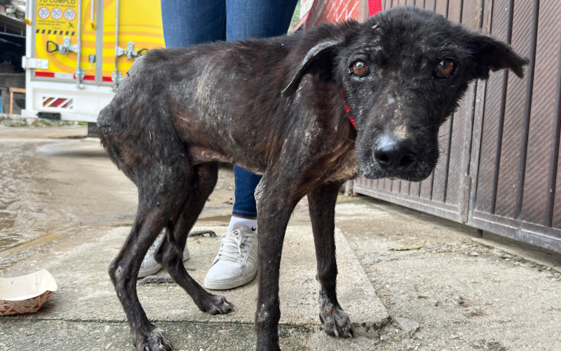 A thin dog on the street