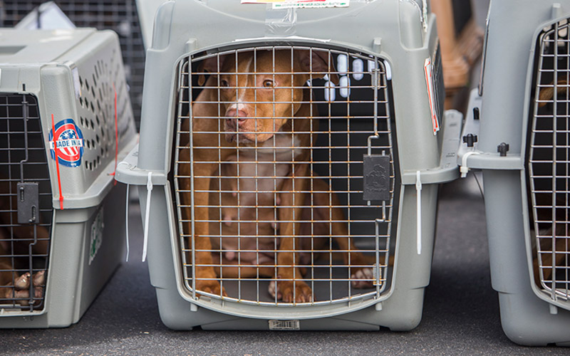 A dog in a crate for transport