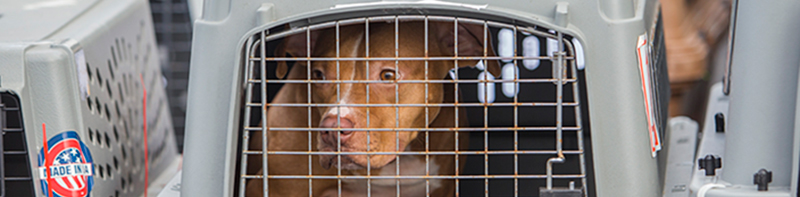 A dog in a crate for transport