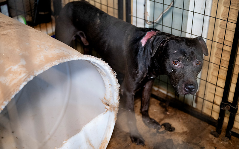 dogfighting situation