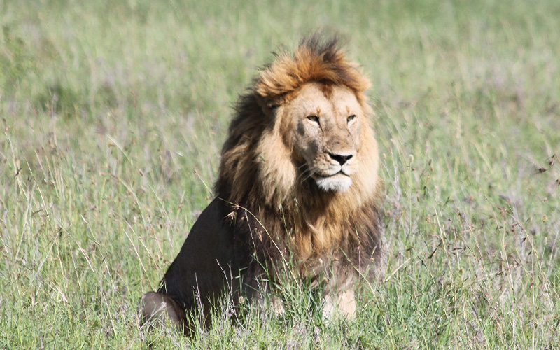 A lion sits in a field of green grass