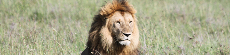 A lion sits in a field of green grass