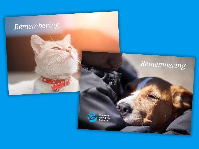 Memorial donation cards showing a cat and a dog