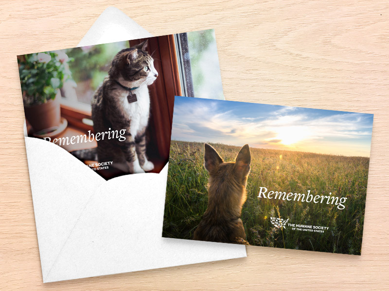Memorial donation cards showing a cat and a dog