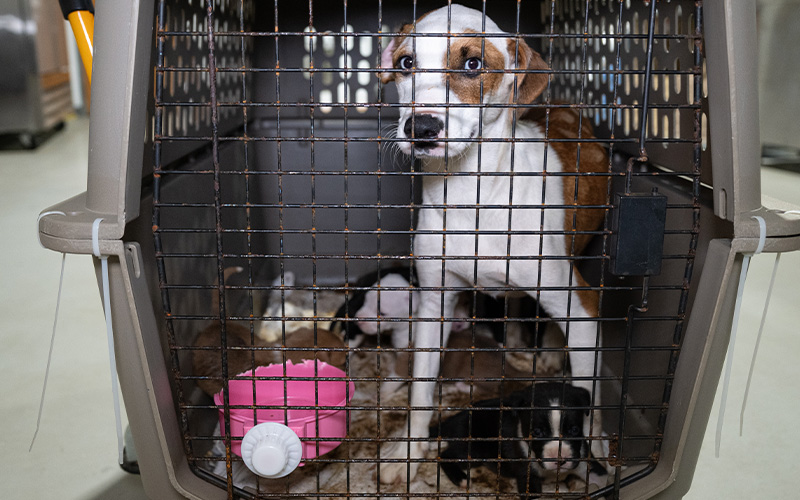 A dog in a crate