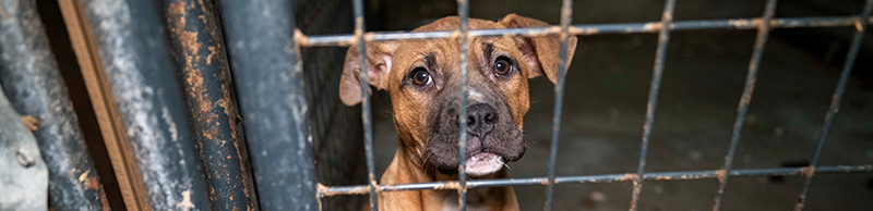 A dog rescued from a dogfighting situation