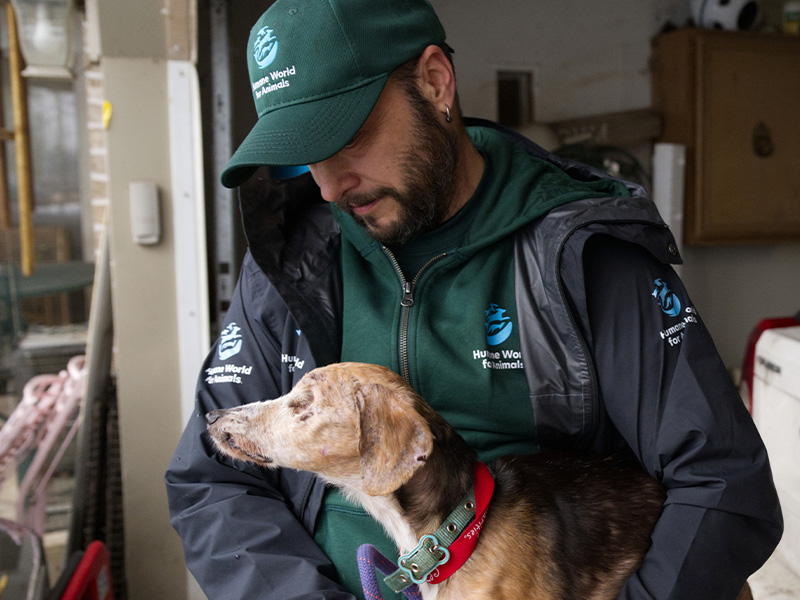 Dogs at a dog meat facility