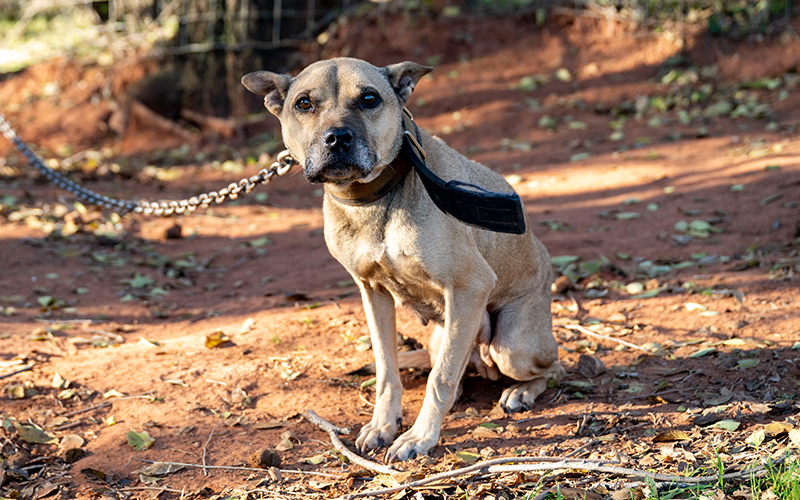 A sad dog on a chain