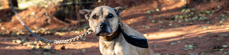 A sad dog on a chain