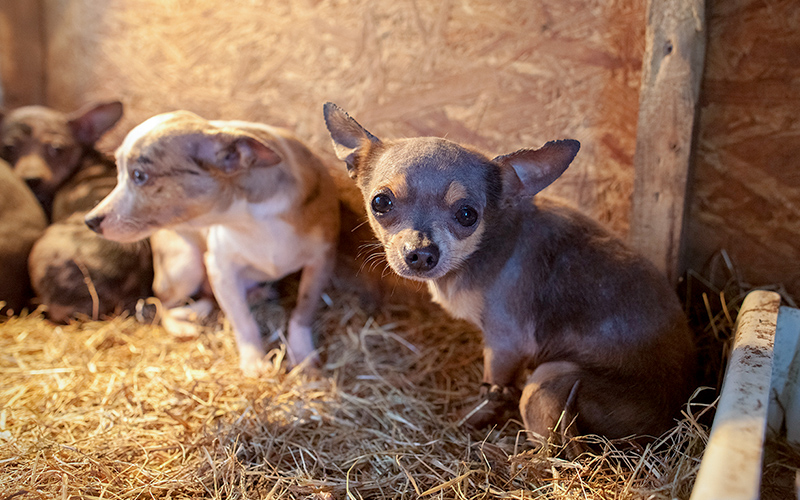 A scared puppy in a cage
