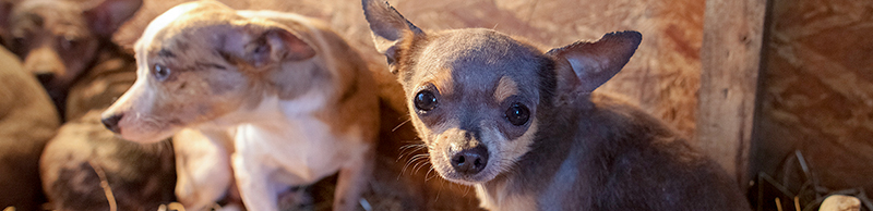 A scared puppy in a cage