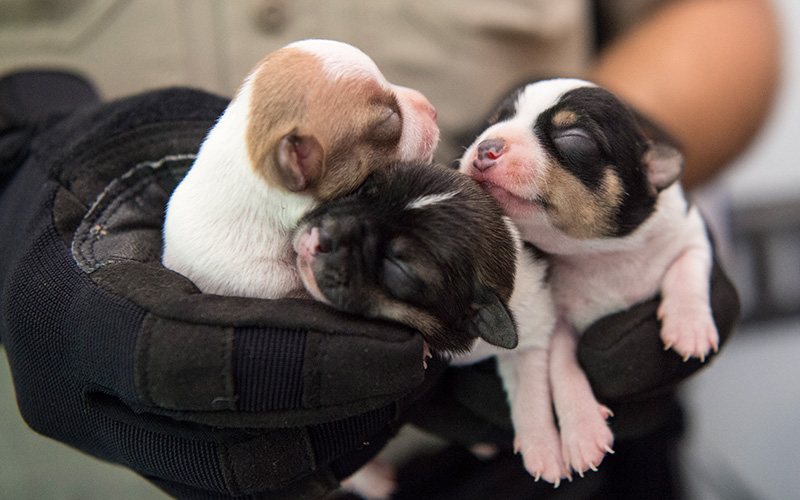 Three young puppies