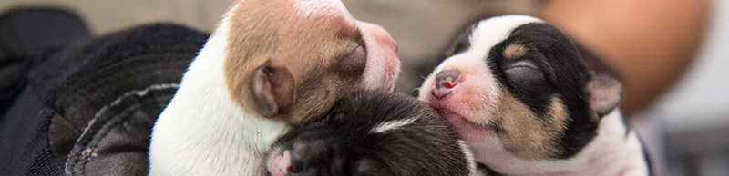 Three young puppies